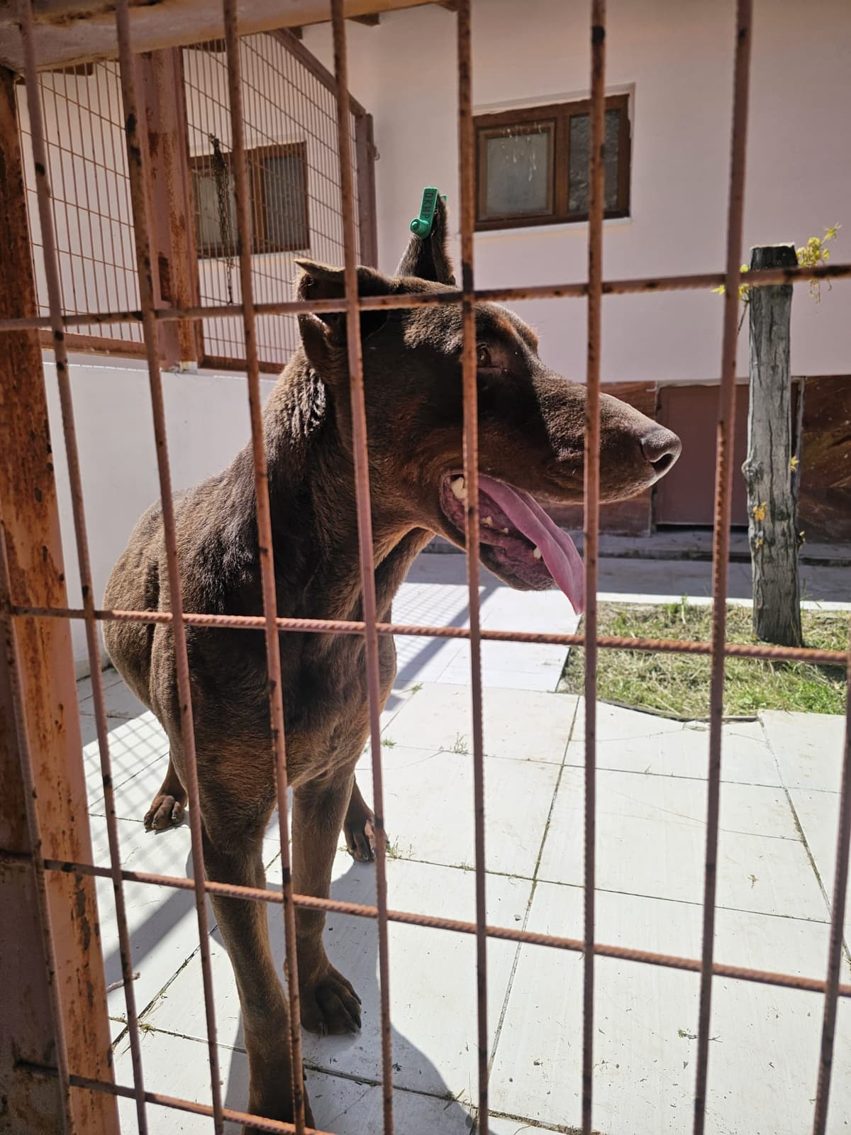 Elazığ Doberman Köpek Doberman Köpek fotoğrafı