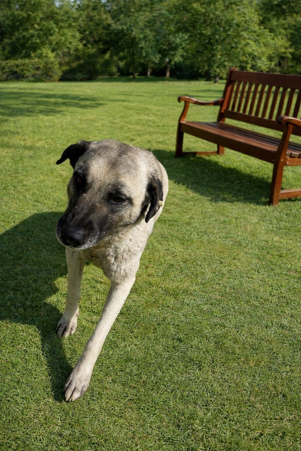 Esenyurt 264 Crossbred Köpek fotoğrafı