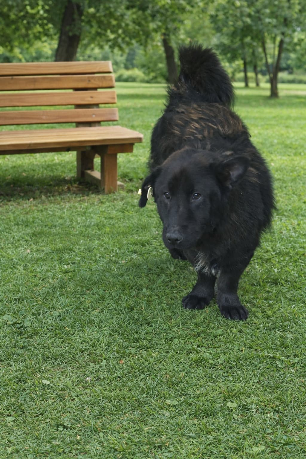Esenyurt 295 Melez Köpek fotoğrafı