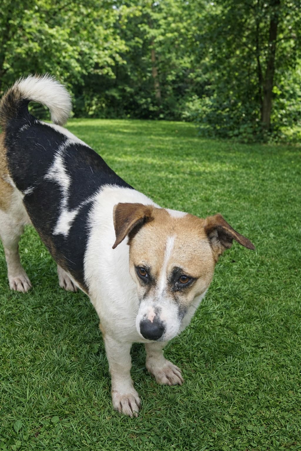 Esenyurt 296 Melez Köpek fotoğrafı