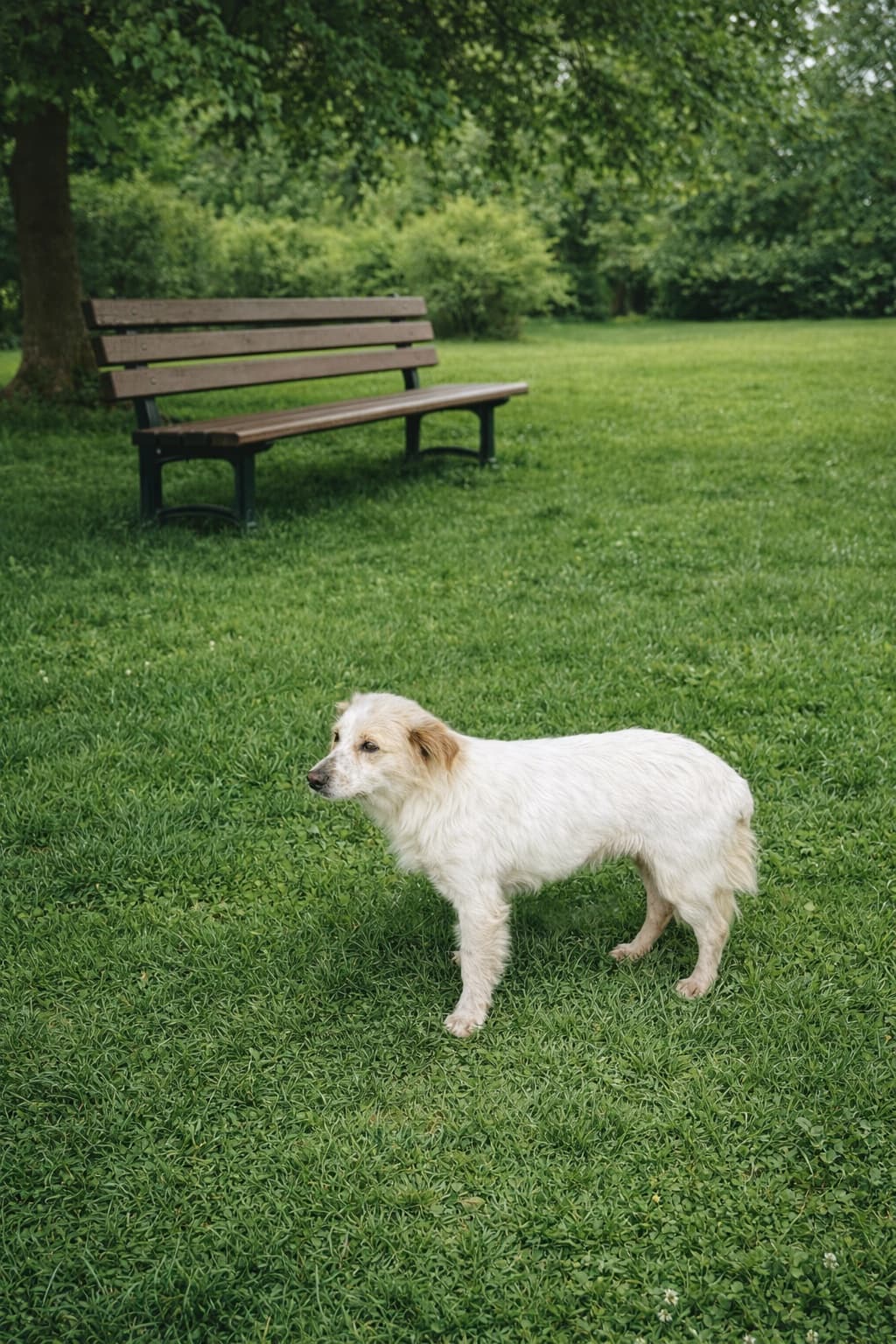 Esenyurt 301 Melez Köpek fotoğrafı