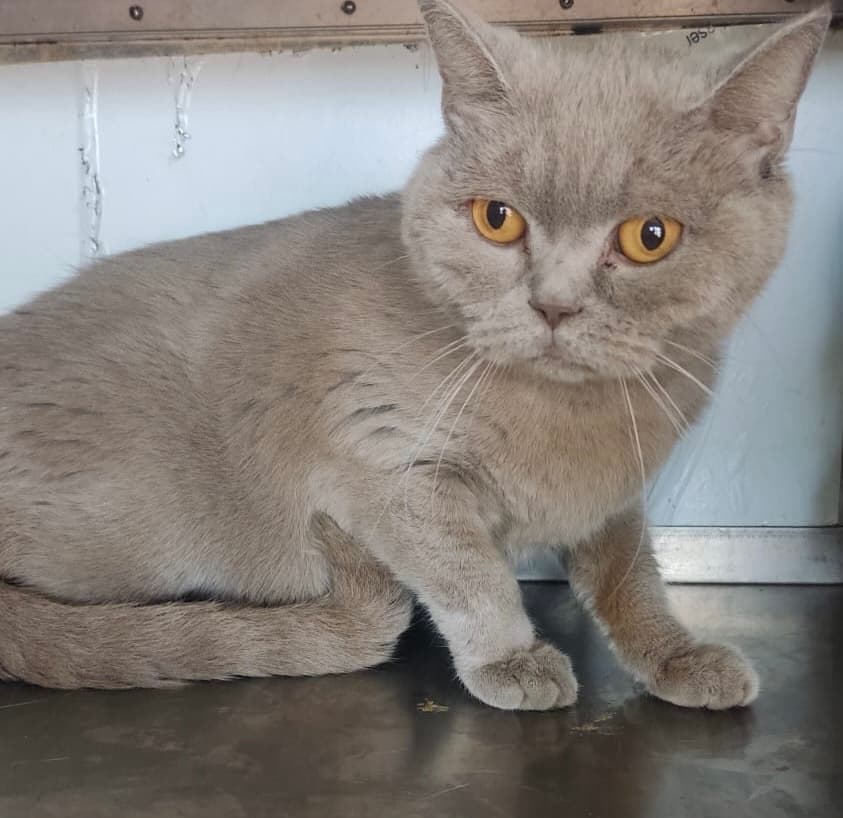 Esenyurt 55 British Kedi fotoğrafı