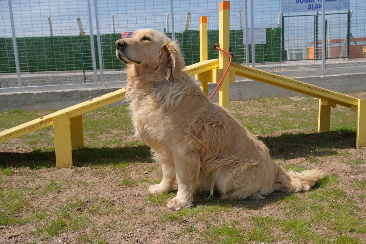 Espati Karamel Melez Köpek fotoğrafı