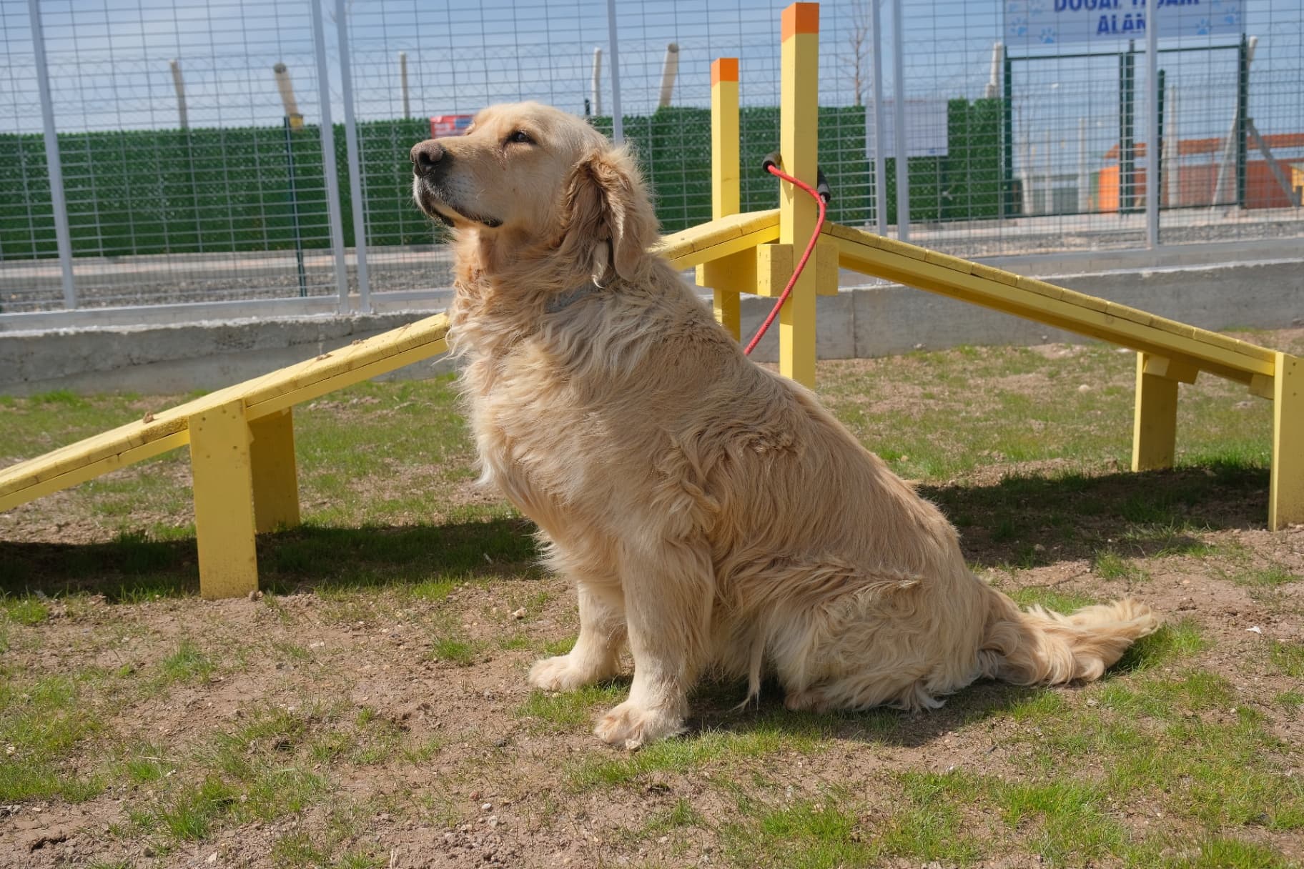 Eskisehir Espati Karamel Melez Köpek, Eskişehir
