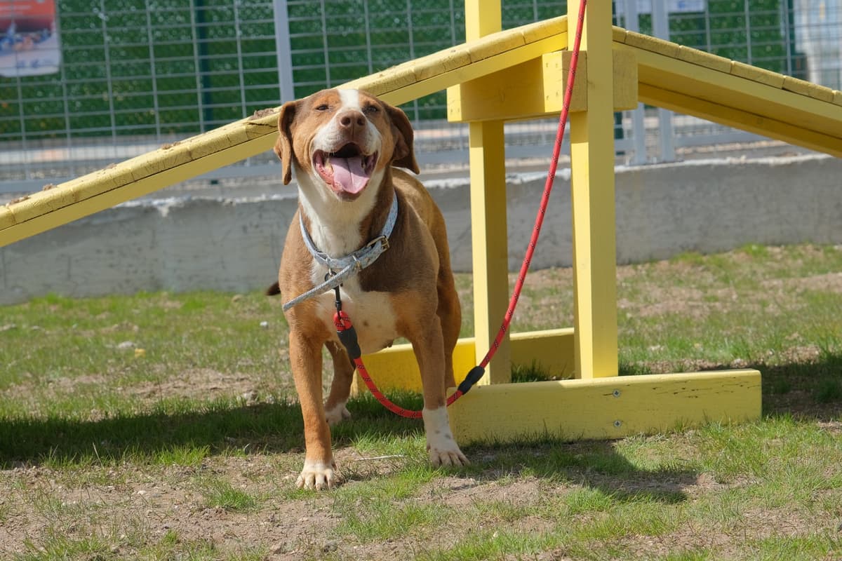 Espati Zeus Melez Köpek fotoğrafı