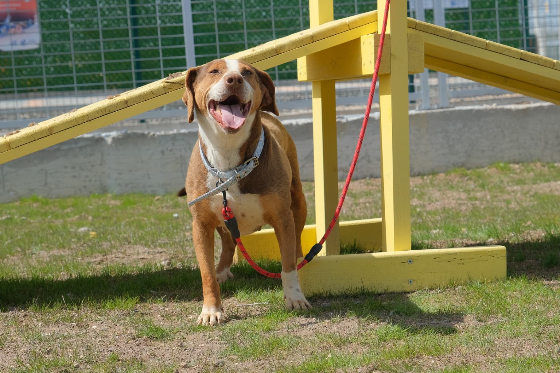 Eskisehir Espati Zeus Melez Köpek, Eskişehir