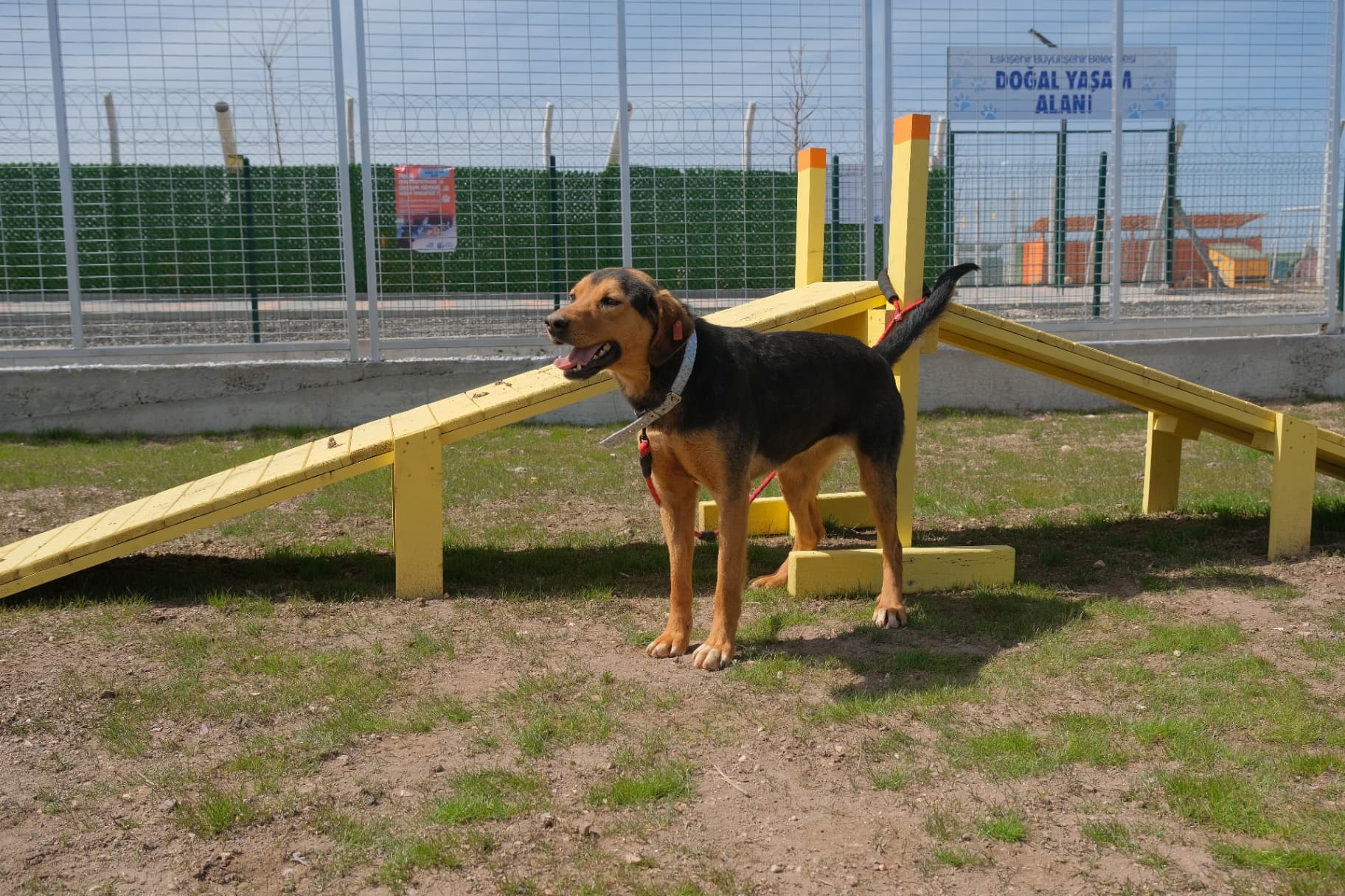 Eskisehir Espati Tarçın Melez Köpek, Eskişehir