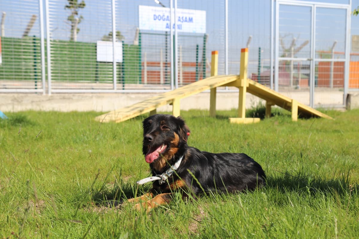 Espati Maya Melez Köpek fotoğrafı