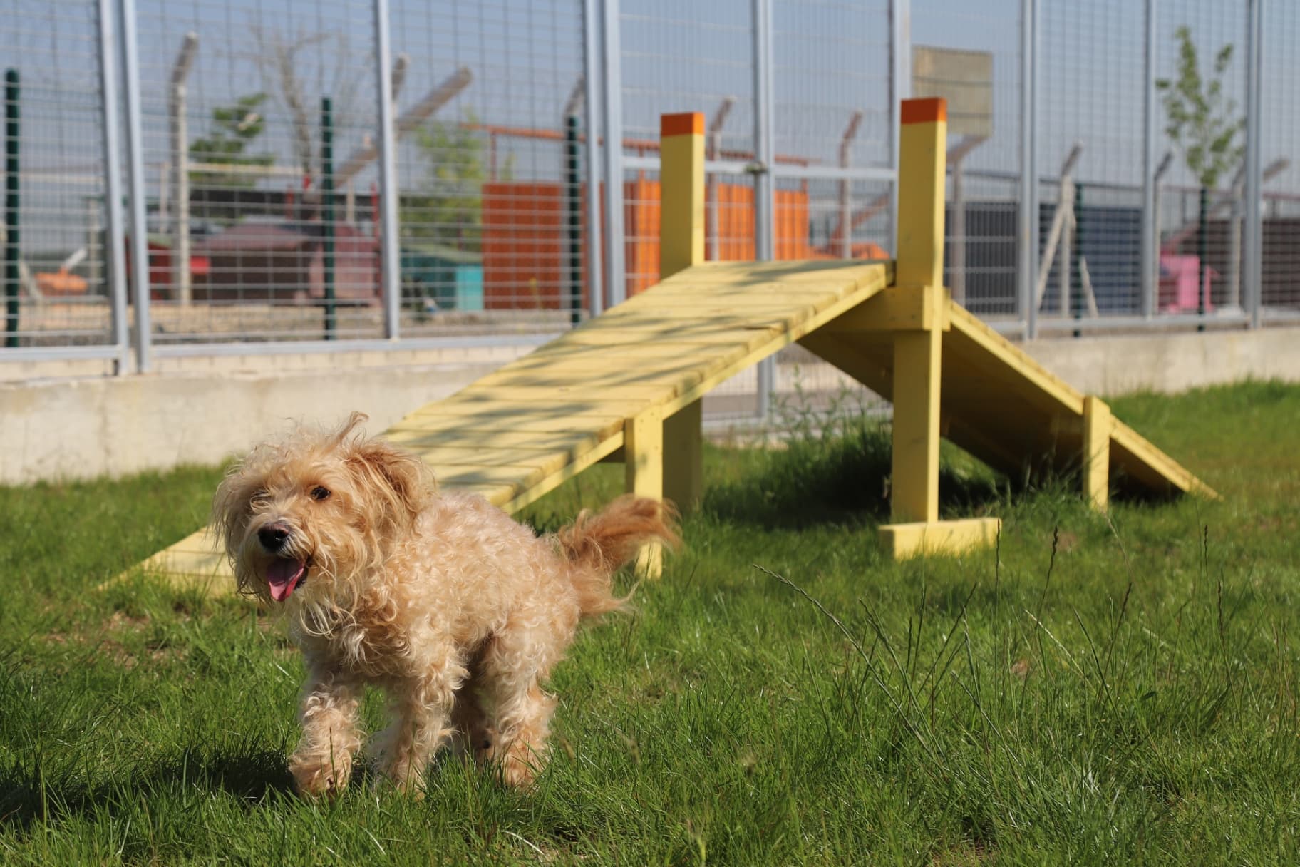 Eskisehir Espati Minik Melez Köpek, Eskişehir