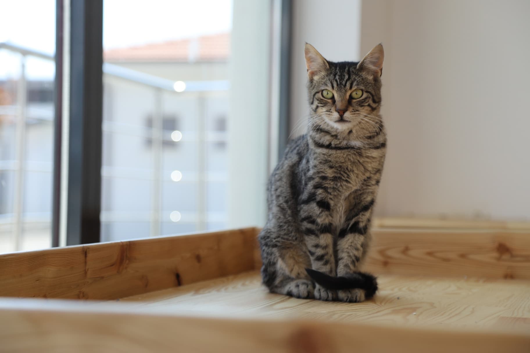 Eskisehir Espati kraker Melez Kedi, Eskişehir