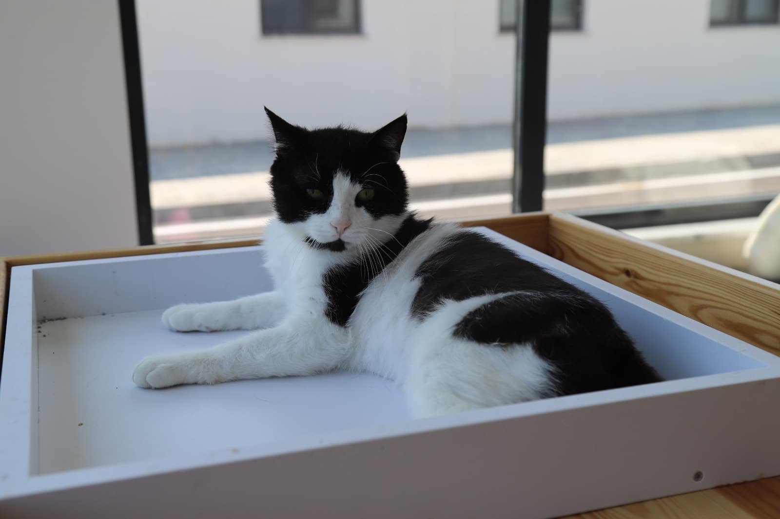 Eskisehir Espati Benek Melez Kedi, Eskişehir