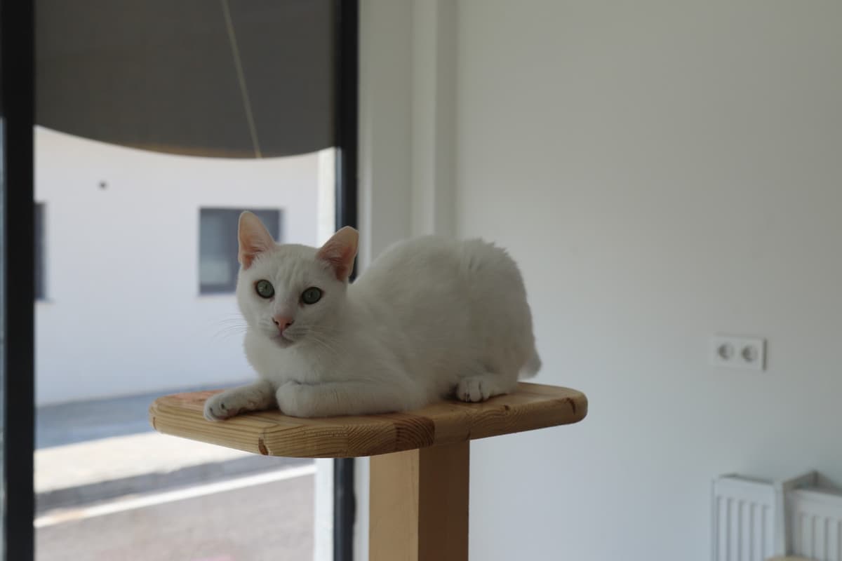 Espati Sütlaç Melez Kedi fotoğrafı