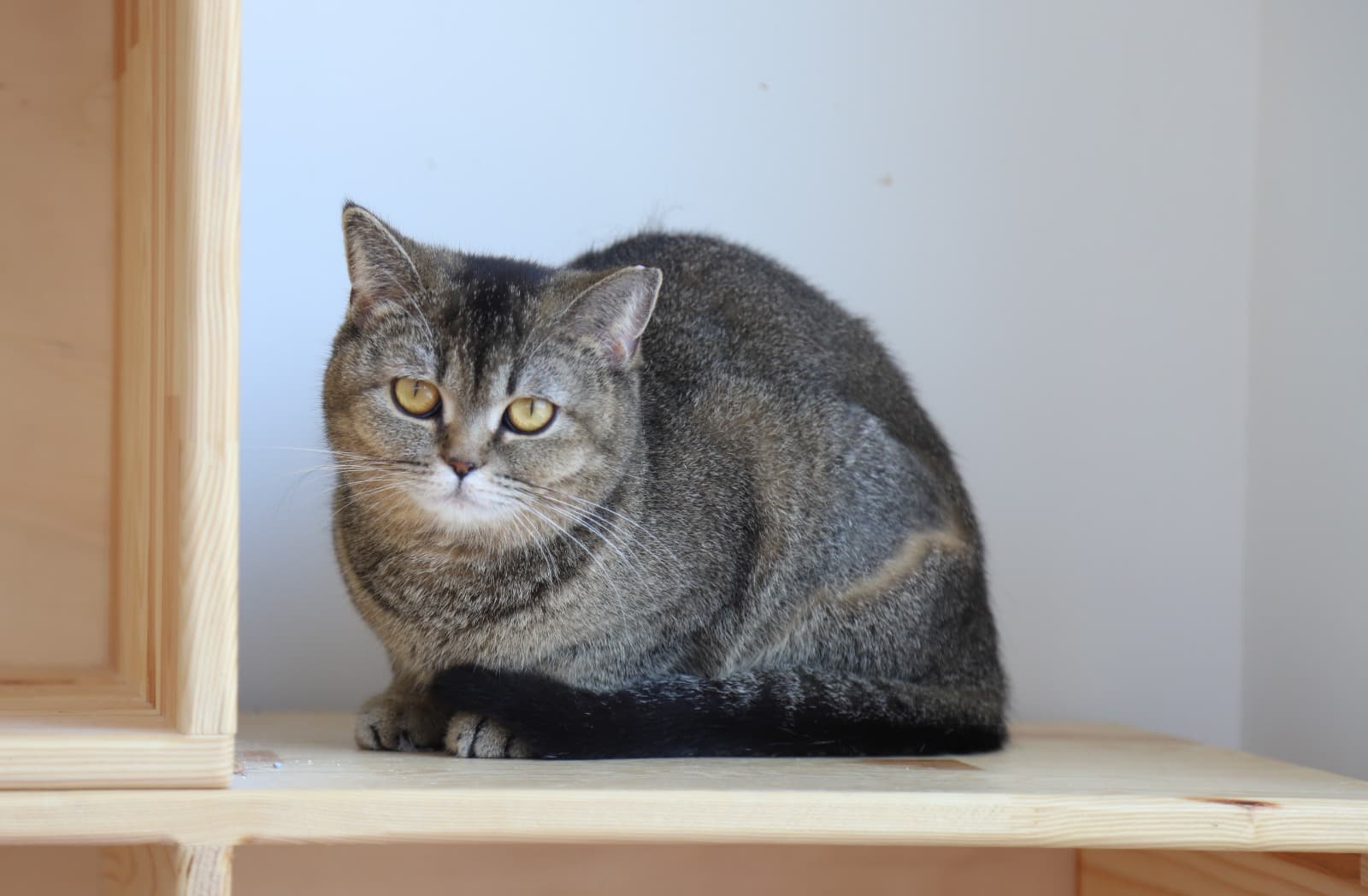 Eskisehir Espati Daki Melez Kedi, Eskişehir