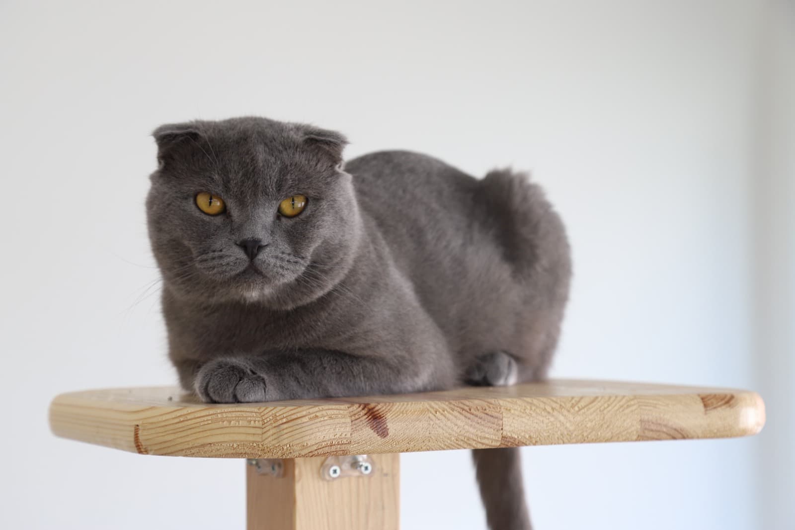 Eskisehir Espati Duman Melez Kedi, Eskişehir
