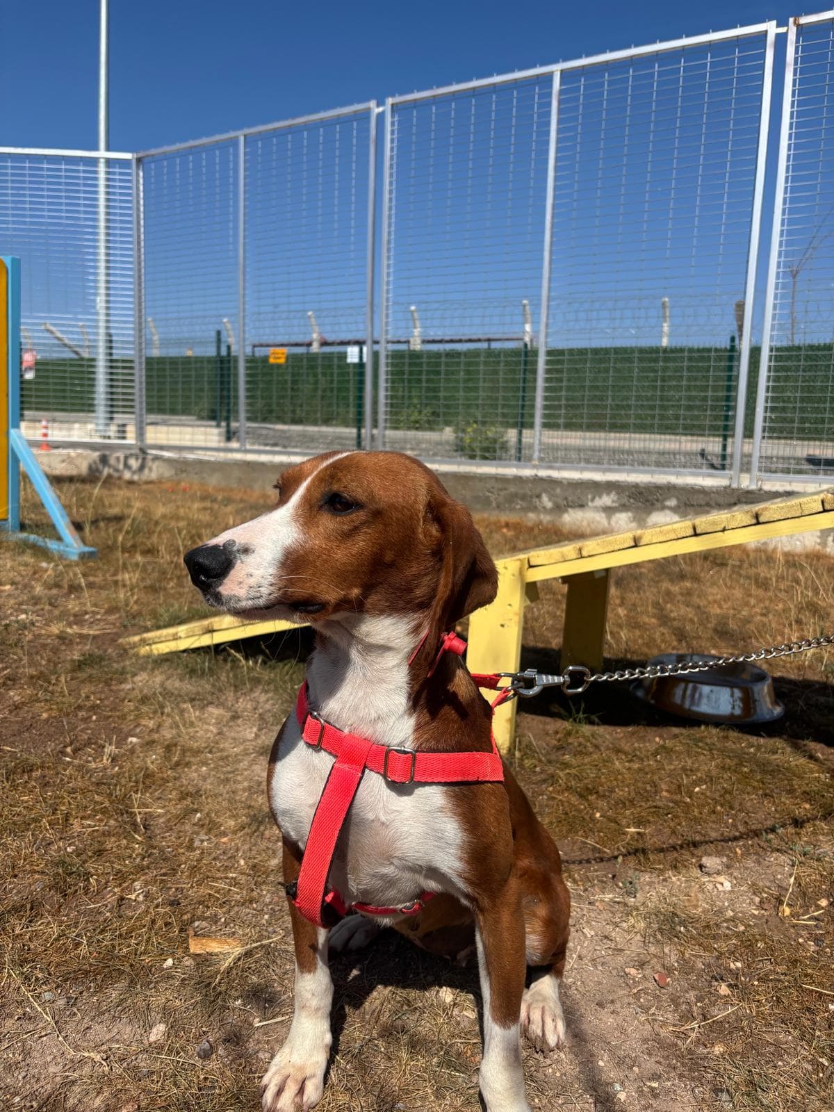 Bodi Melez Köpek fotoğrafı
