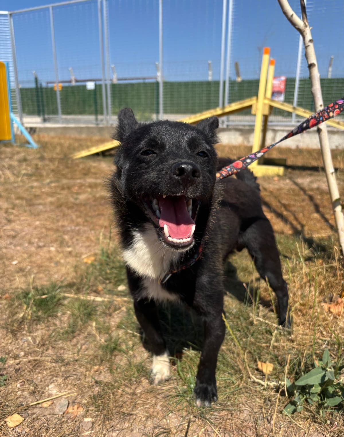 Karam Melez Köpek fotoğrafı