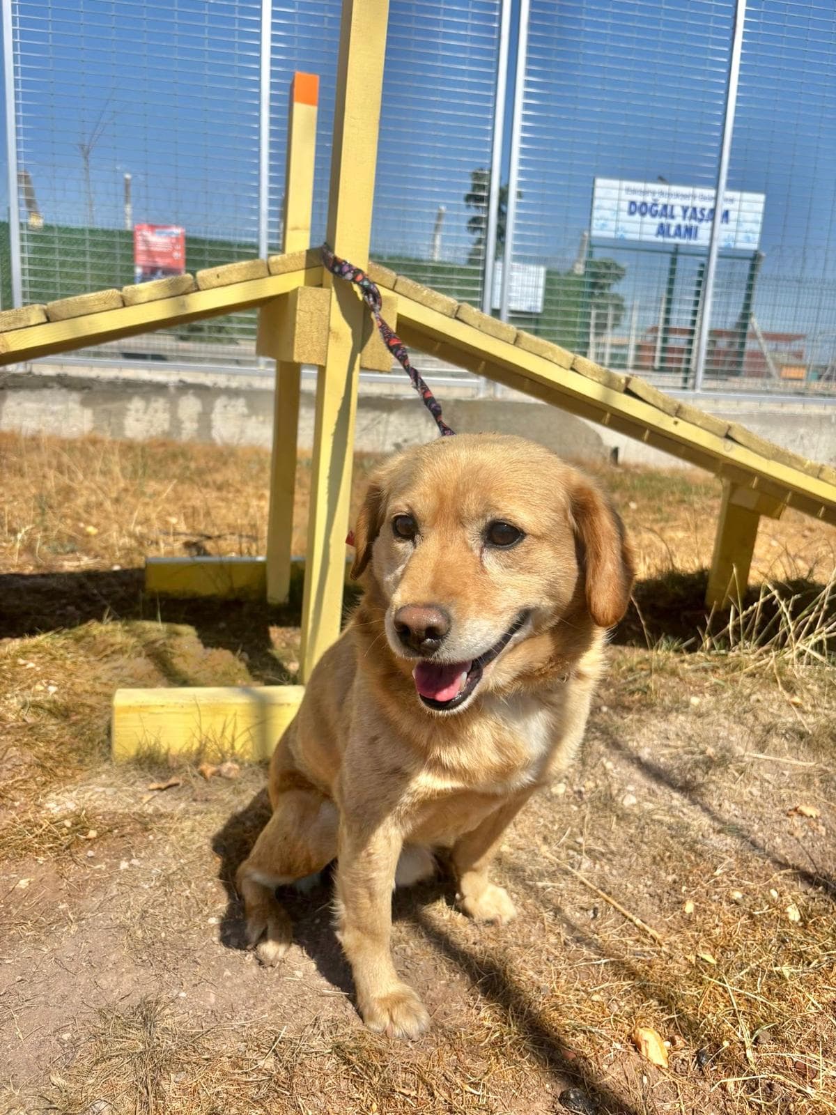 Odi Melez Köpek fotoğrafı