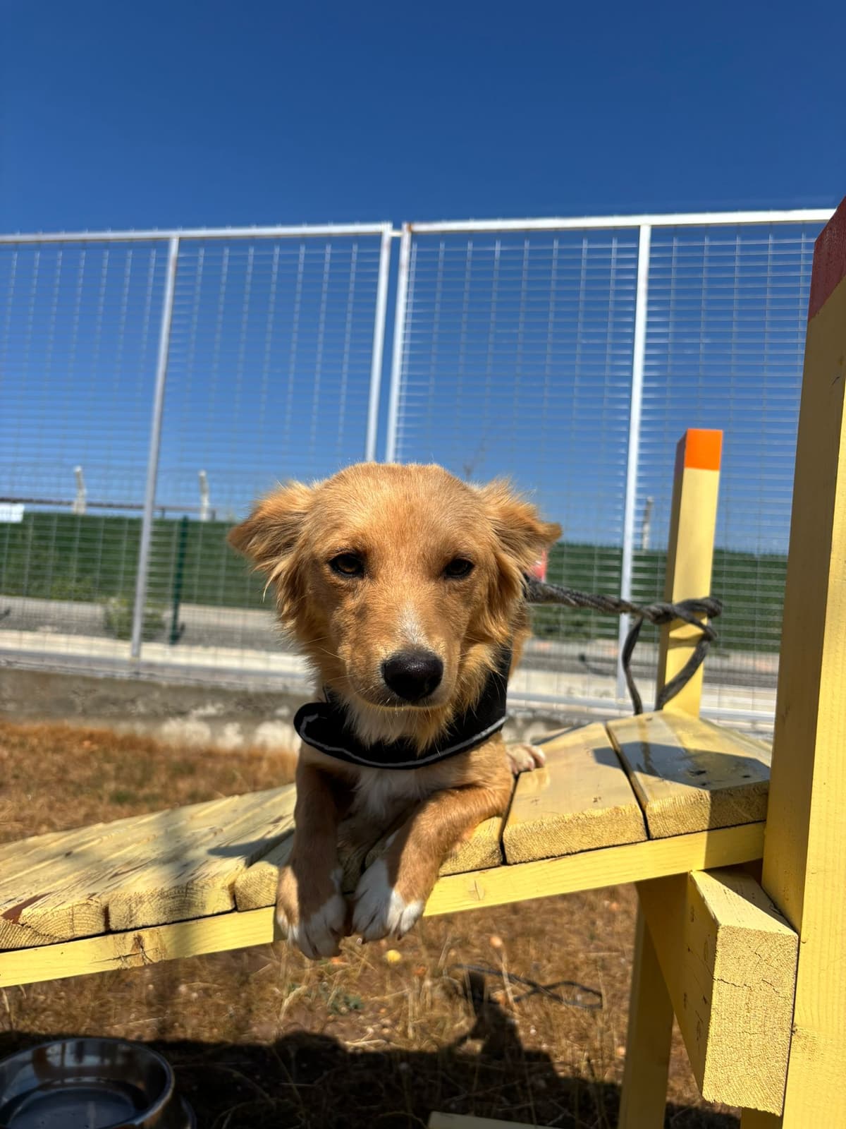 Fındık Melez Köpek fotoğrafı