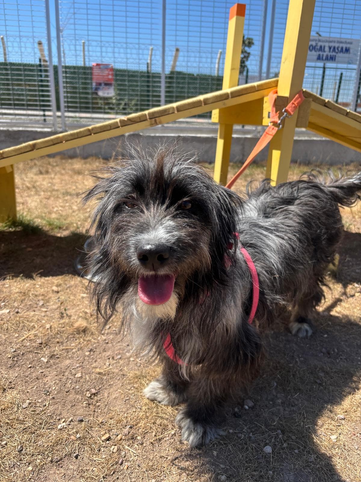 Espati Tülü Melez Köpek fotoğrafı