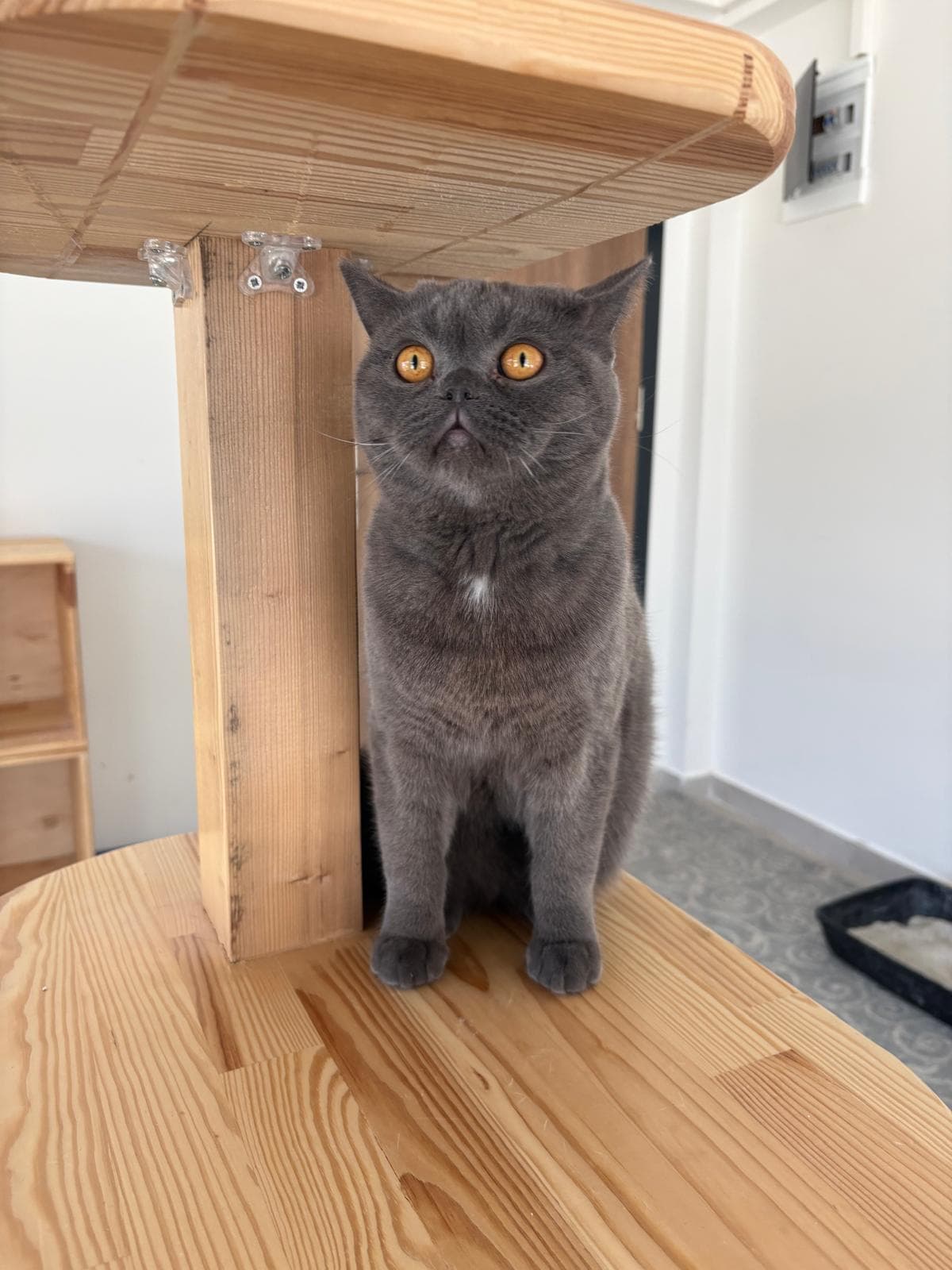 Espati Rüzgar Melez Kedi fotoğrafı