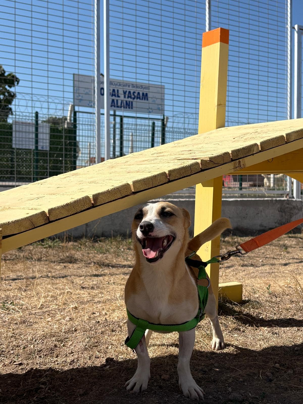 Espati Bıdık Melez Köpek fotoğrafı