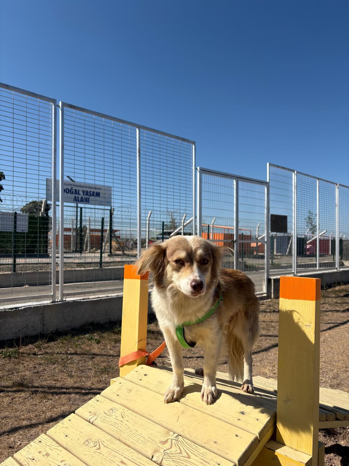 Espati Lila Melez Köpek fotoğrafı