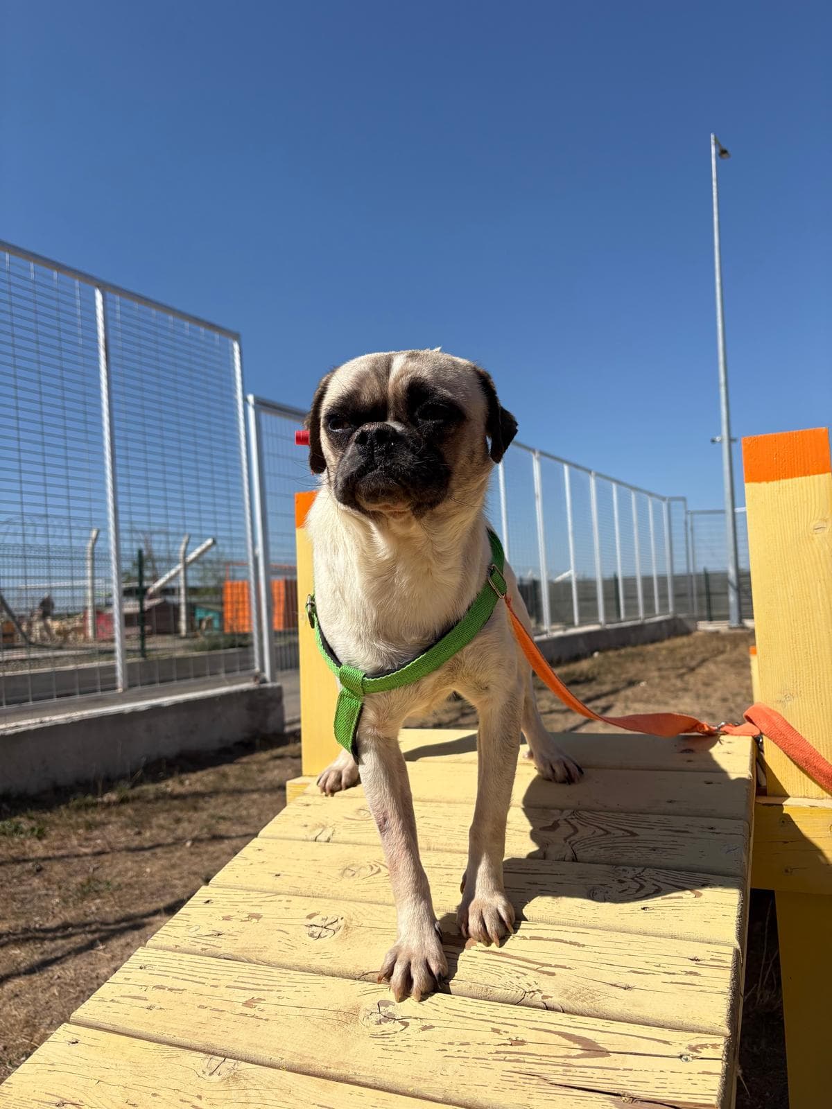 Espati Asil Melez Köpek fotoğrafı