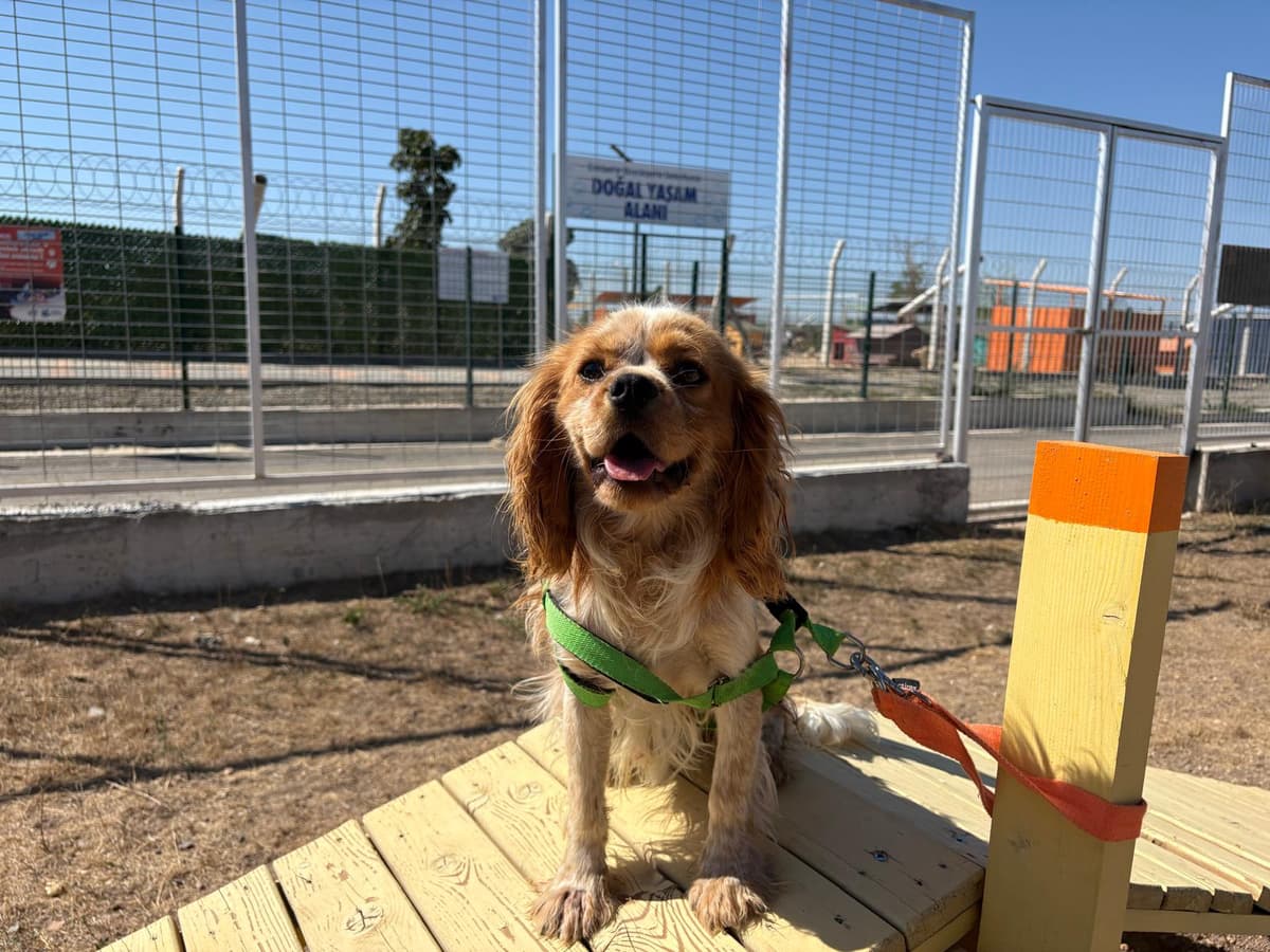 Espati Molly Melez Köpek fotoğrafı