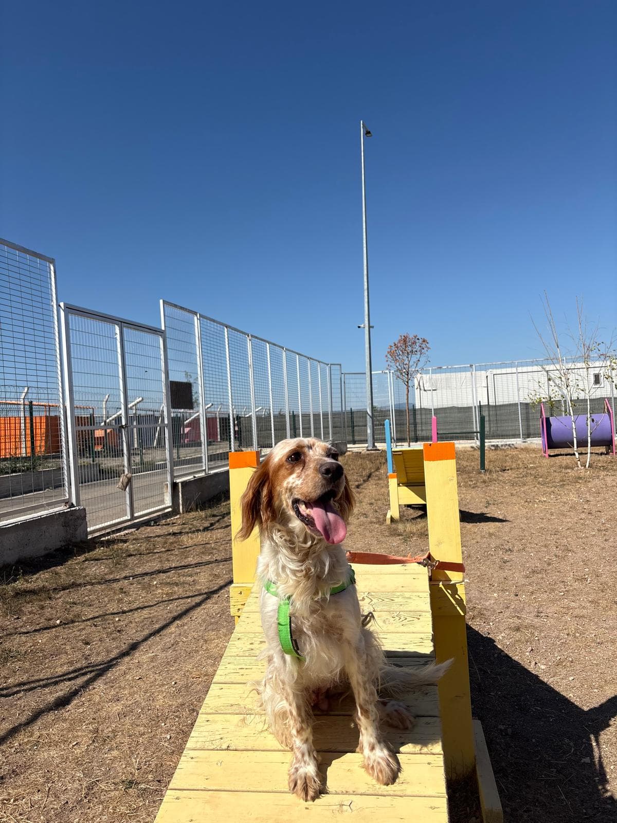 Espati Bella Melez Köpek fotoğrafı