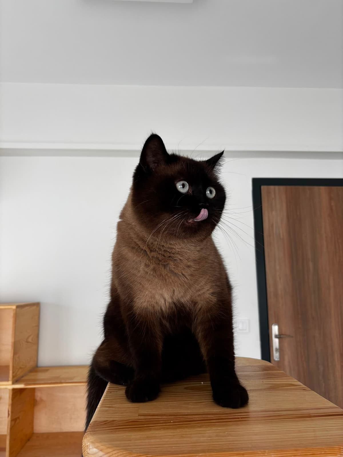 Espati Eros Melez Kedi fotoğrafı