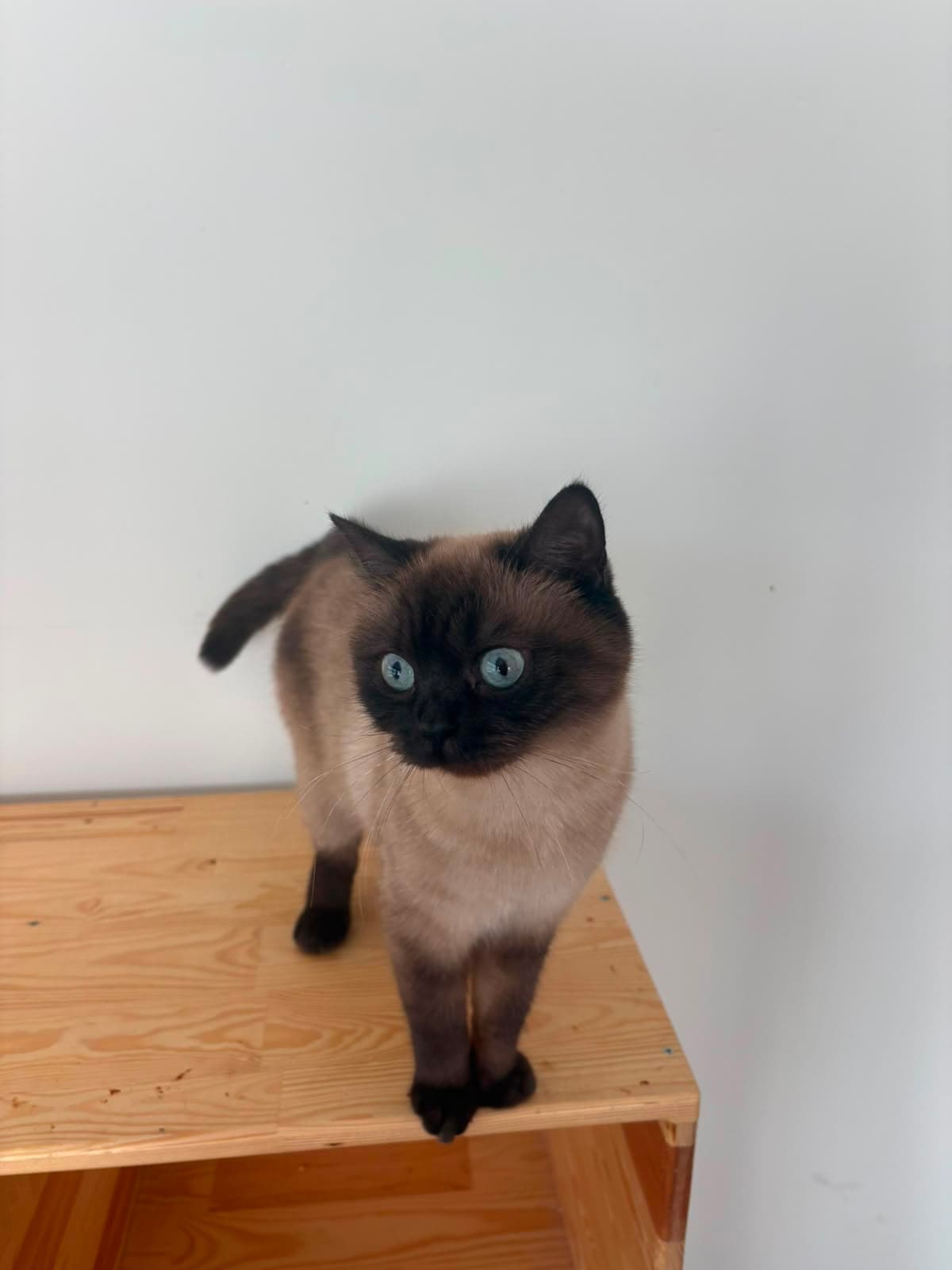 Espati Hera Melez Kedi fotoğrafı