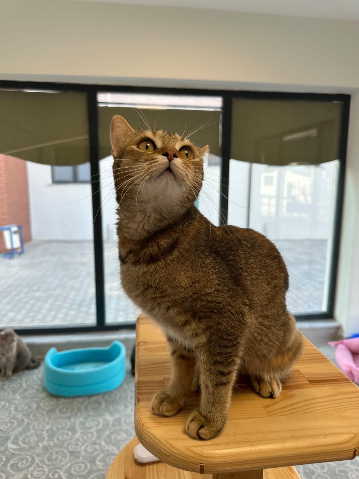 Espati Diva Melez Kedi fotoğrafı
