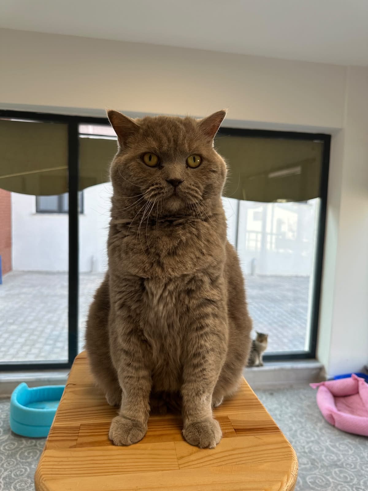 Eskişehir Melez Kedi Melez Kedi fotoğrafı