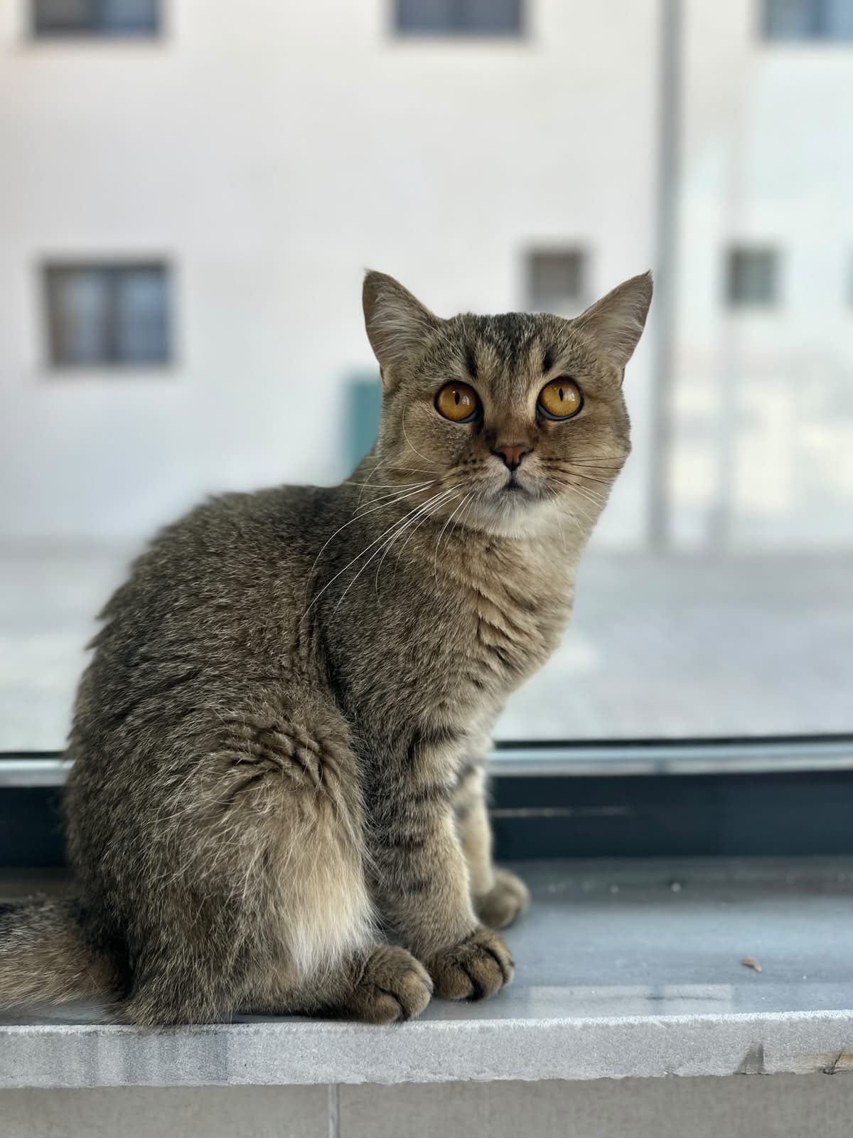Espati Hırçın Melez Kedi fotoğrafı
