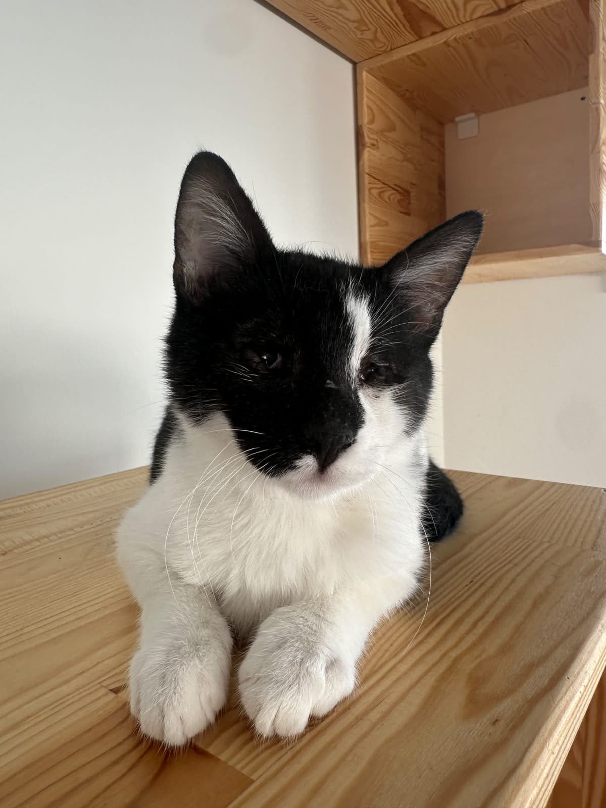 Eskişehir Melez Kedi Melez Kedi fotoğrafı