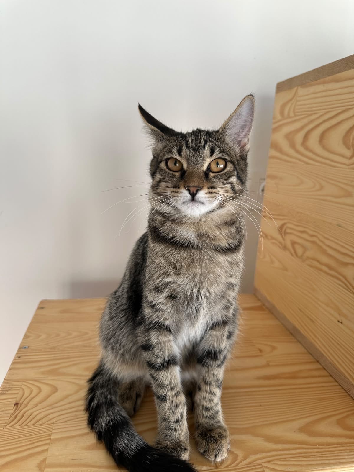 Espati Çakıl Melez Kedi fotoğrafı