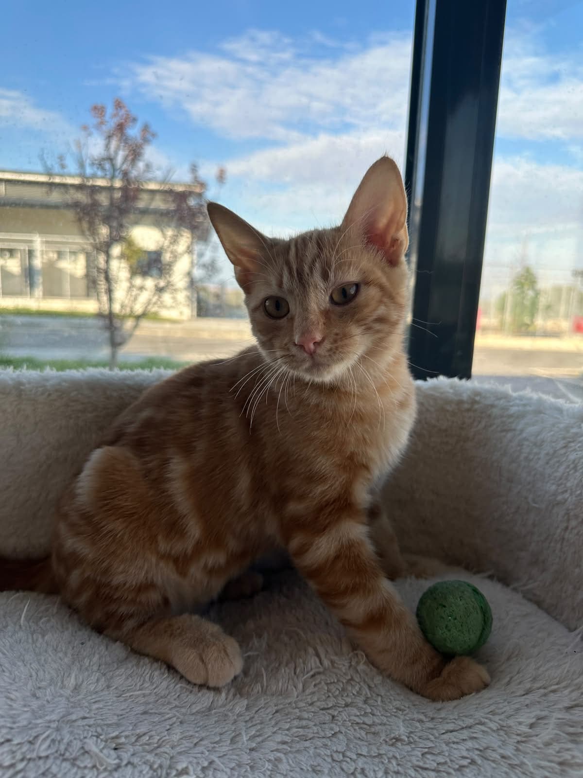 Espati Mercimek Melez Kedi fotoğrafı