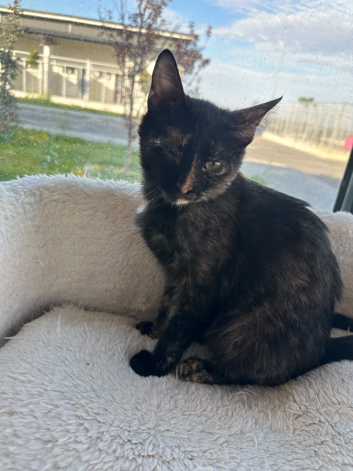 Espati Luna Melez Kedi fotoğrafı
