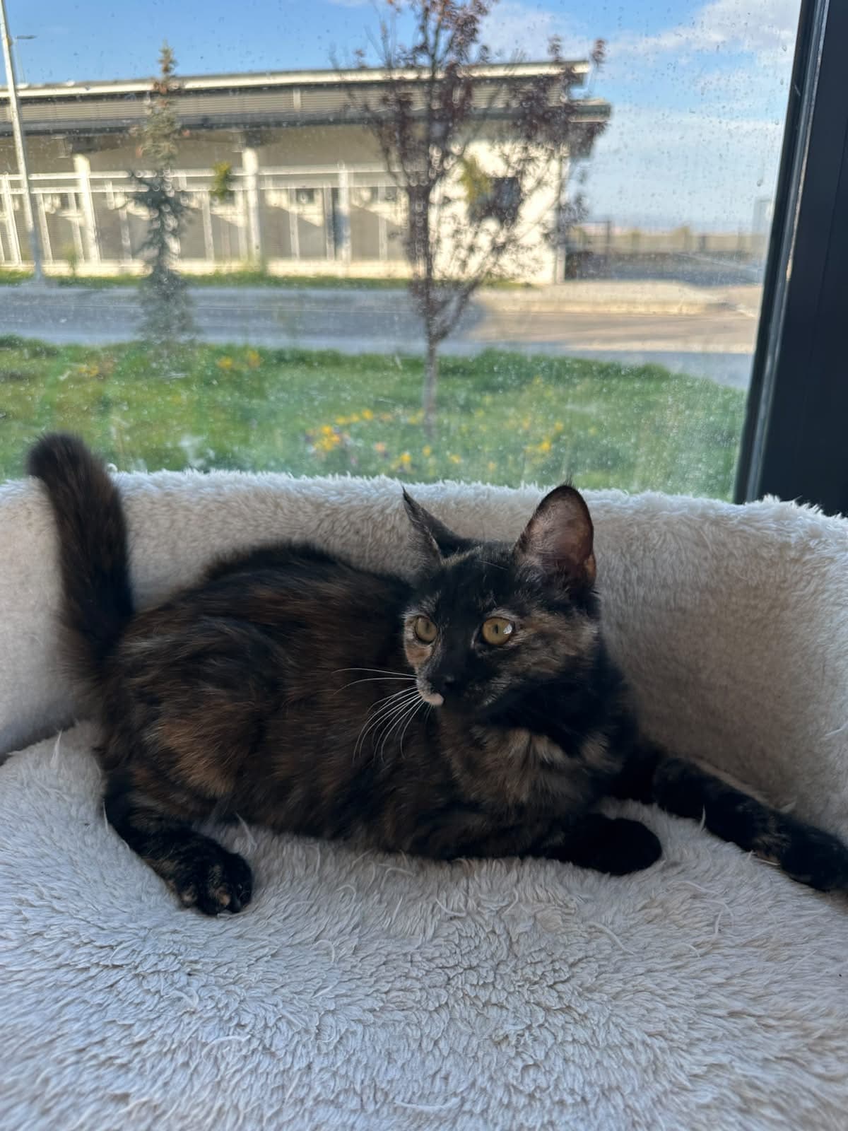 Espati Misket Melez Kedi fotoğrafı