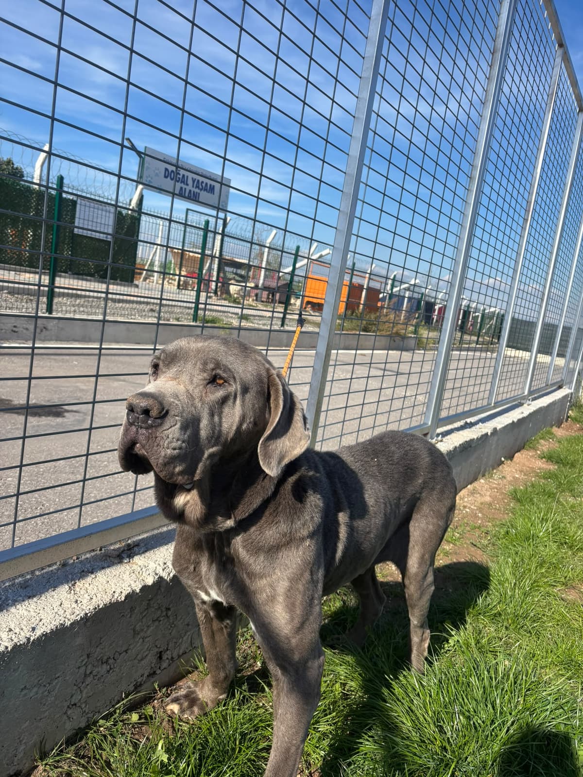 Espati Başkan Melez Köpek fotoğrafı