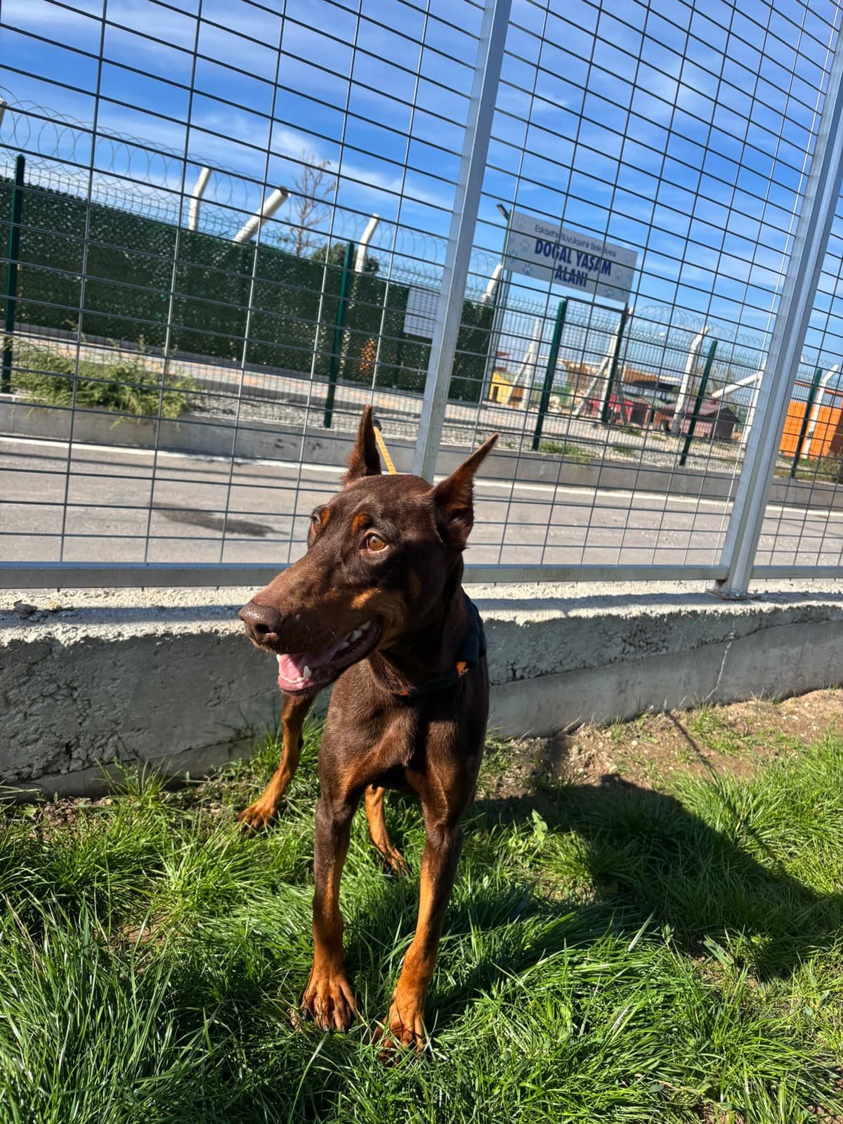 Espati Tokyo Melez Köpek, Eskişehir
