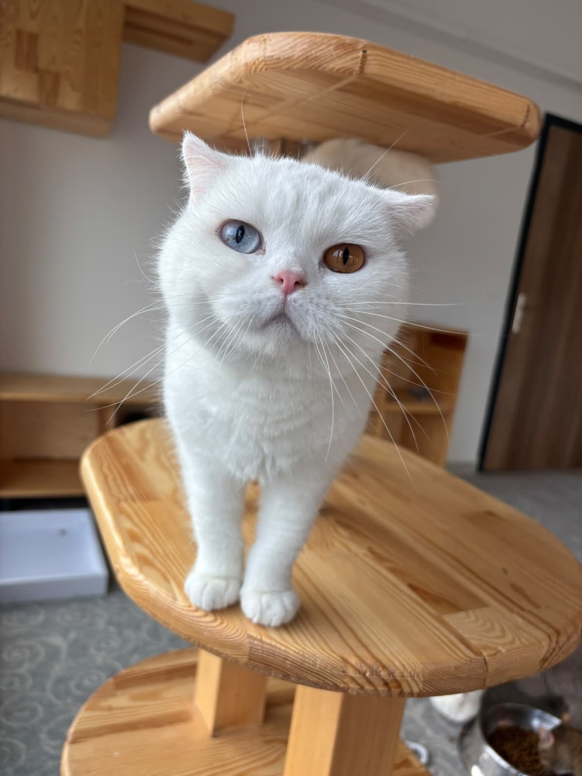 Espati Şeker Melez Kedi fotoğrafı