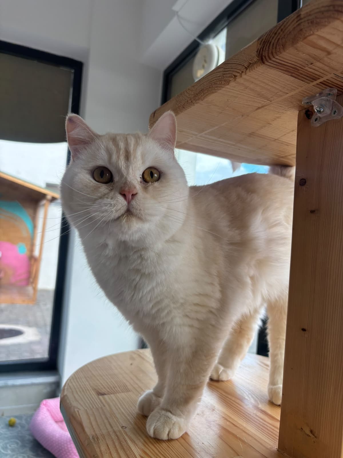 Espati Çikko Melez Kedi fotoğrafı