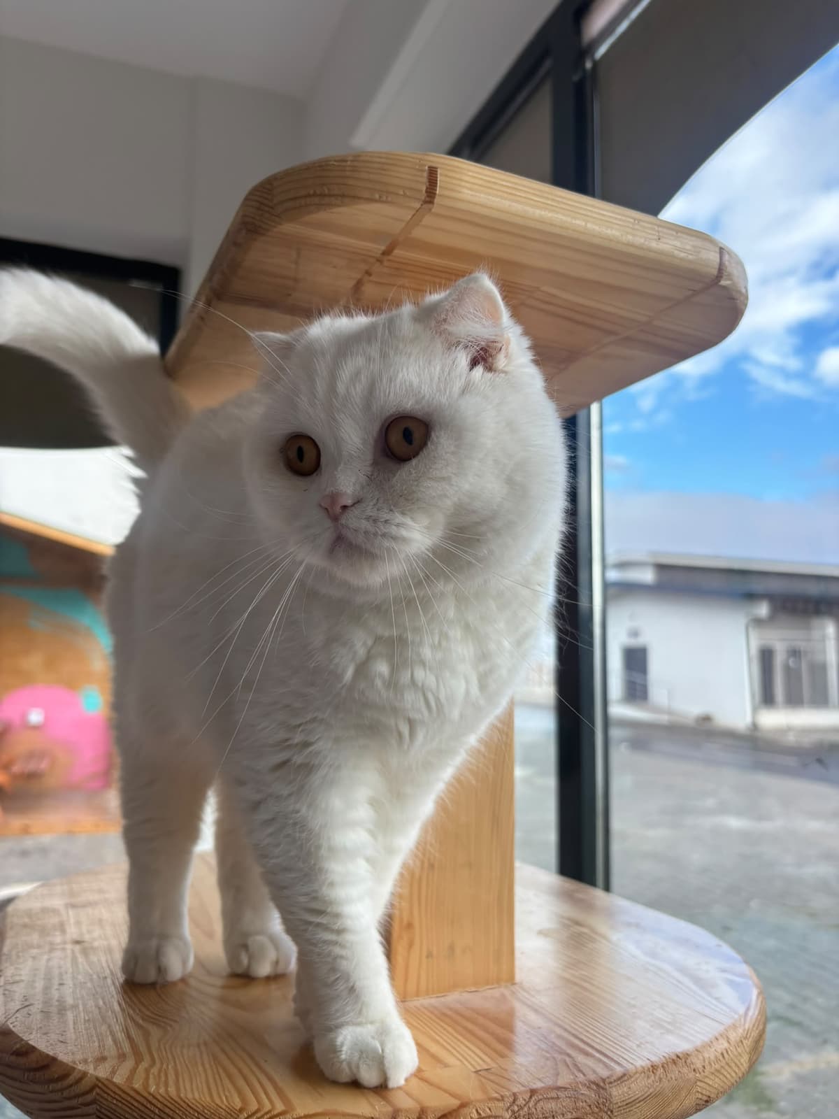 Espati Charlie Melez Kedi fotoğrafı