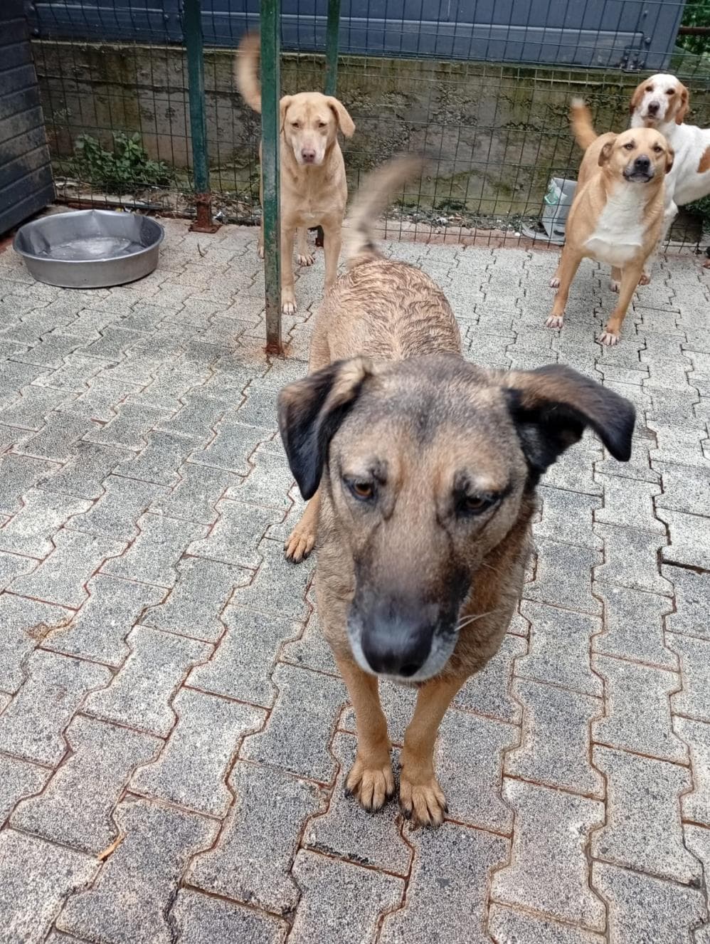 Fatih Bambam Melez Köpek, İstanbul