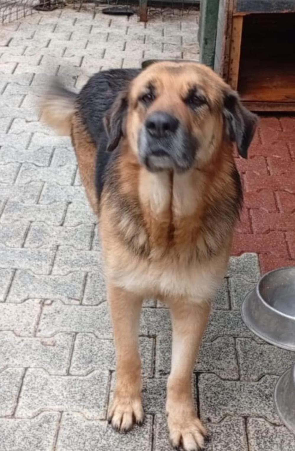 Fatih Lola Melez Köpek, İstanbul