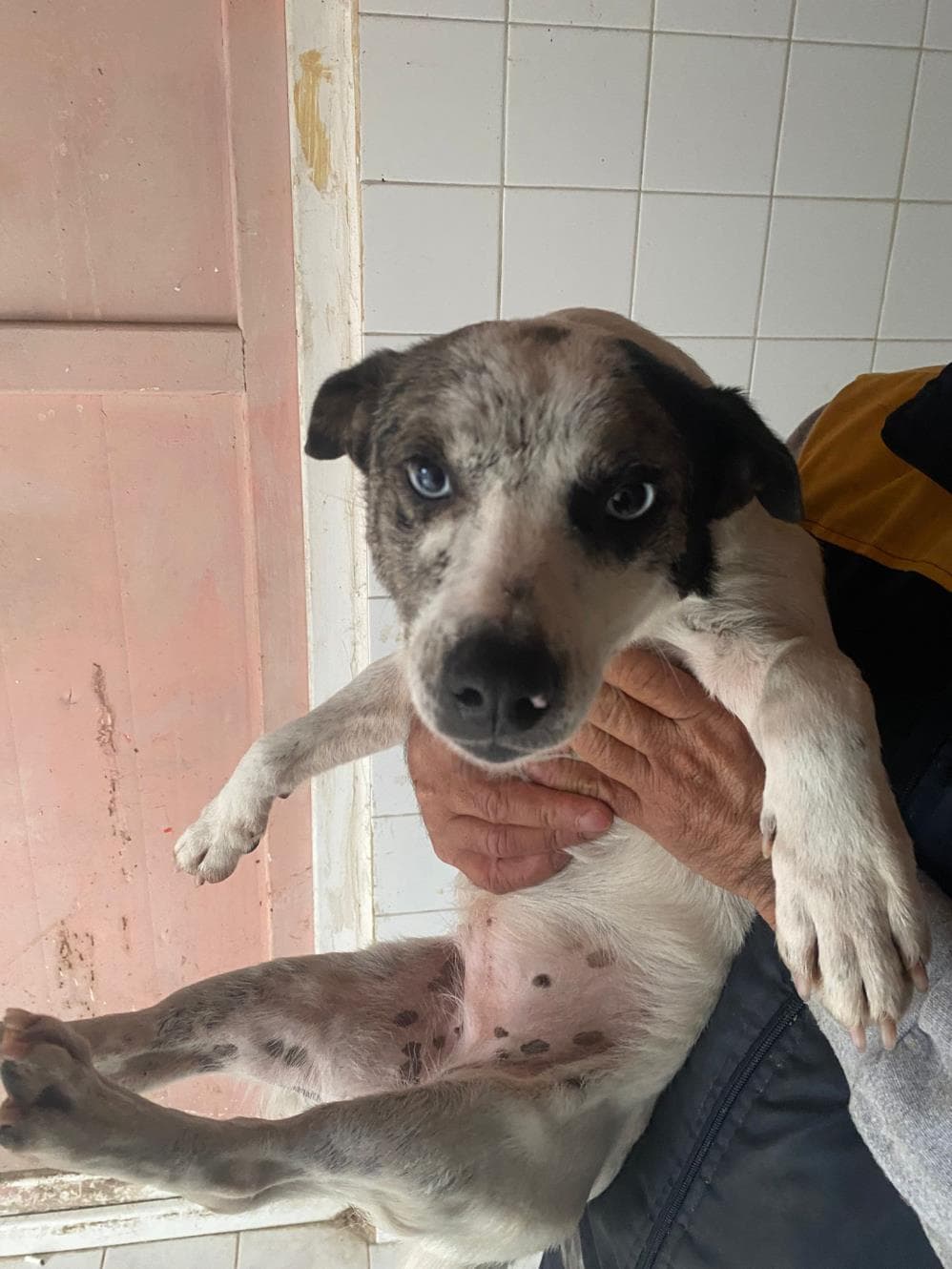 Fatih Maviş Melez Köpek, İstanbul
