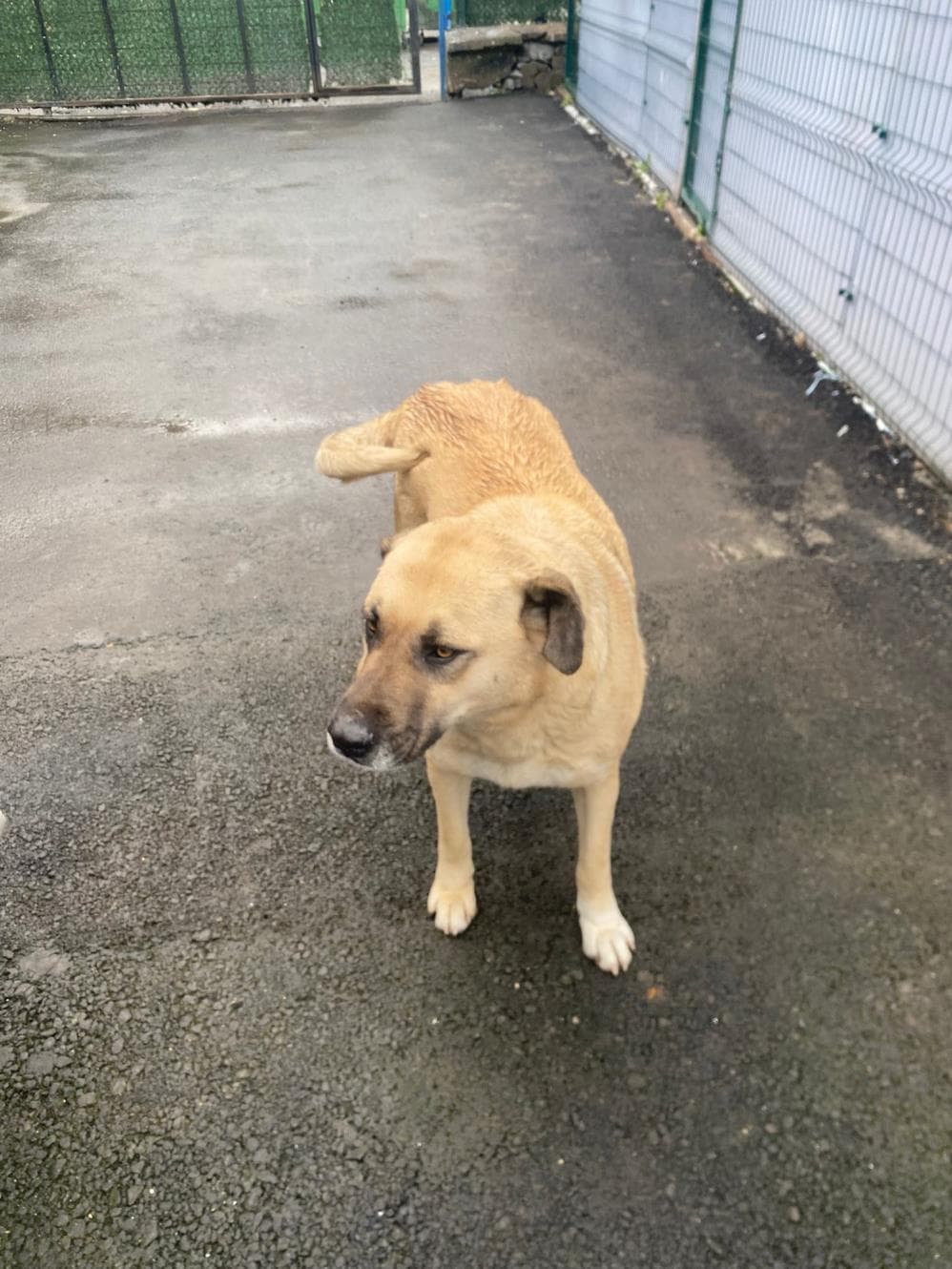 Fatih Bella Melez Köpek, İstanbul