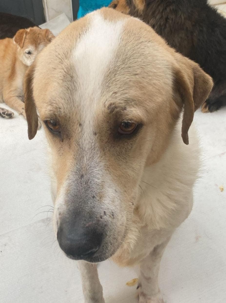 Fatih Pati Melez Köpek, İstanbul