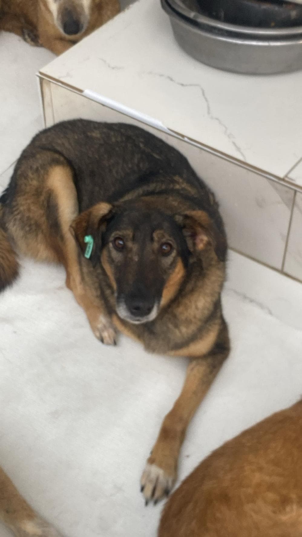 Fatih Lola Melez Köpek, İstanbul